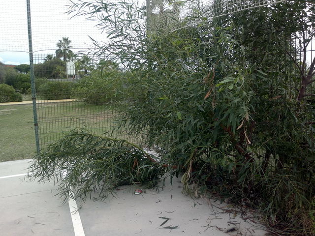 Branques d'un arbre dins de la pista esportiva del Centre Cívic de Gavà Mar (5 de Novembre de 2011)